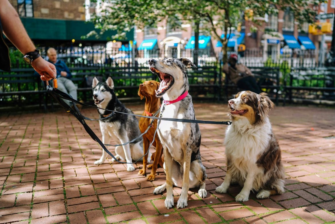 Las razas de perro más bellas del mundo