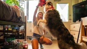 ¿Pets en el campus? Aquí algunas universidades están alentando a los animales a hacer un dormitorio