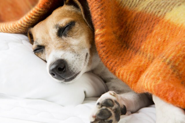 dog-bed.jpg