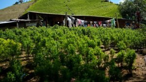 Estados Unidos ha nominado a Colombia como una guerra contra las drogas por primera vez para colaborar por primera vez en unos 30 años