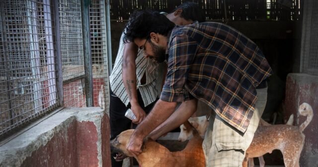 251017-india-dogs-mb-1043-33ec62.jpg