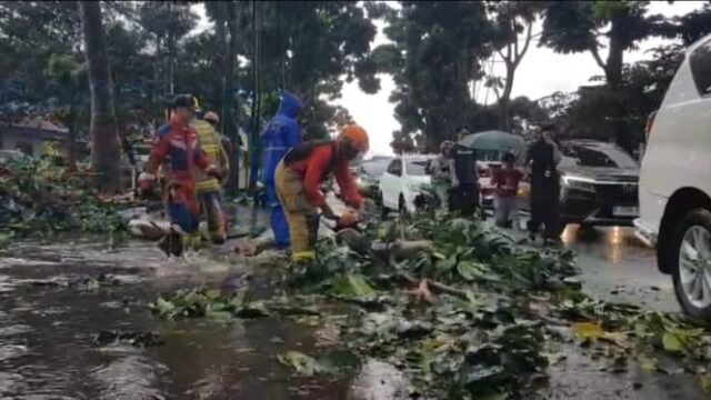 68fcb6ae85805-hujan-deras-guyur-bandung-pohon-tumbang-di-cihampelas_665_374.jpg