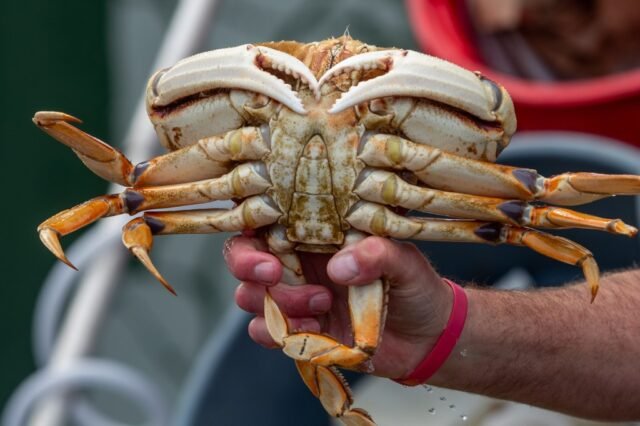 SJM-L-CRABCLO-0118-3.jpg