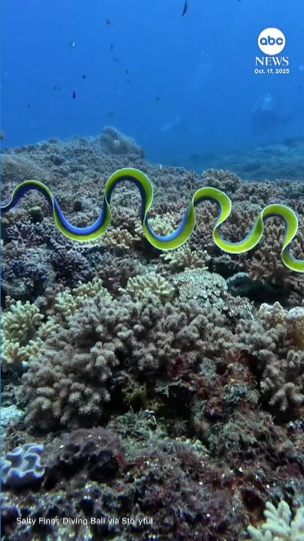Ver: Anguilas de cinta azul eléctrica sorprenden a los buceadores frente a la costa de Indonesia
