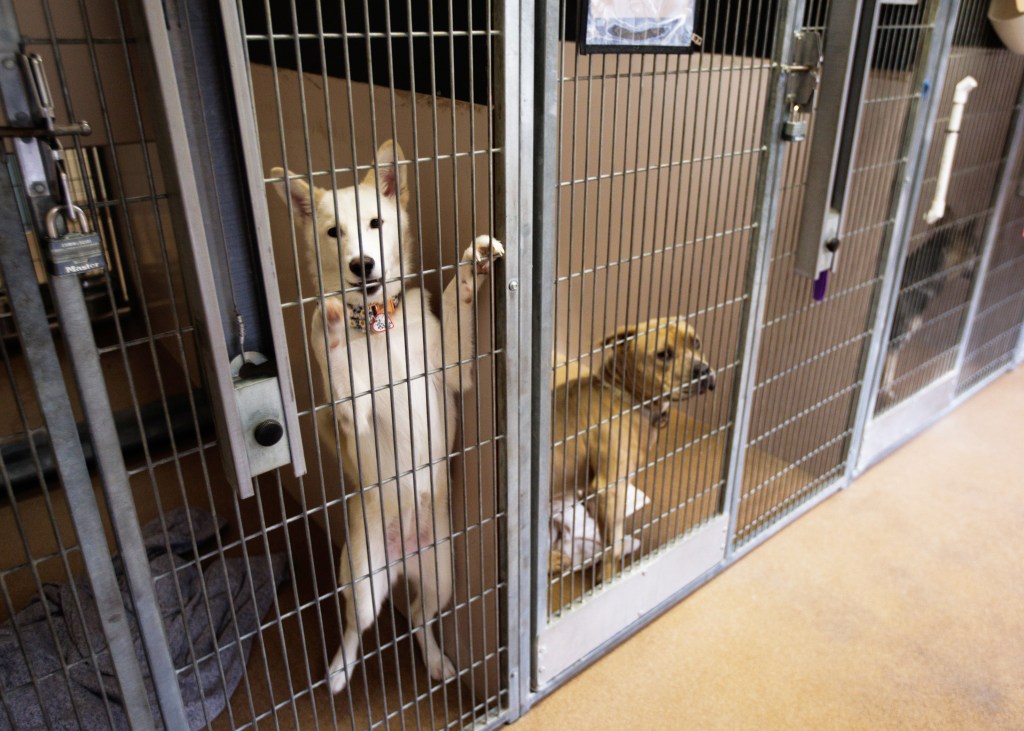 El Refugio de Animales de San José sigue haciendo oídos sordos a la comunidad