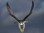 104718029-0-image-m-39_1765733871183.jpg