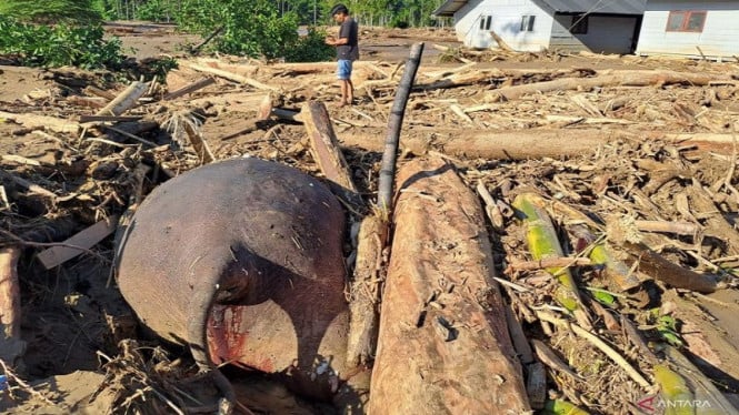 1765022419_692b0445aaa7c-bangkai-gajah-sumatera-yang-ditemukan-di-daerah-bencana-banjir-di-pidie-aceh_665_374.j.jpeg
