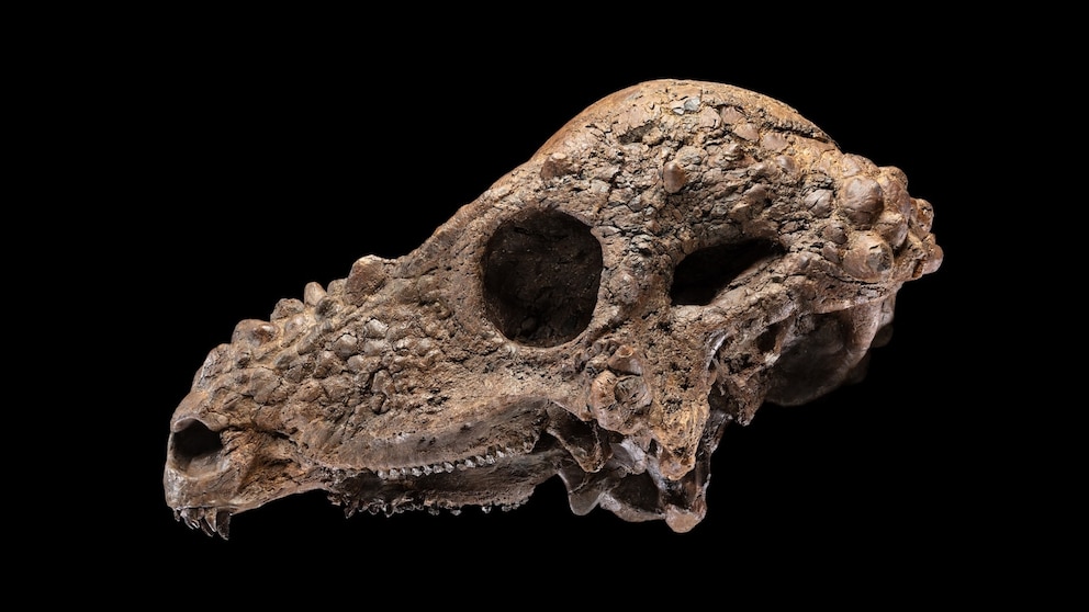 251216_abc_news_dino_skull_hpMain_16x9.jpg