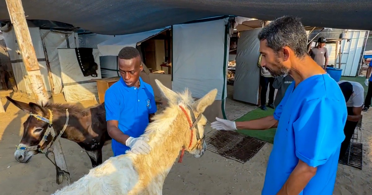 251227-gaza-animals-help-group-ch-1115-29253b.jpg