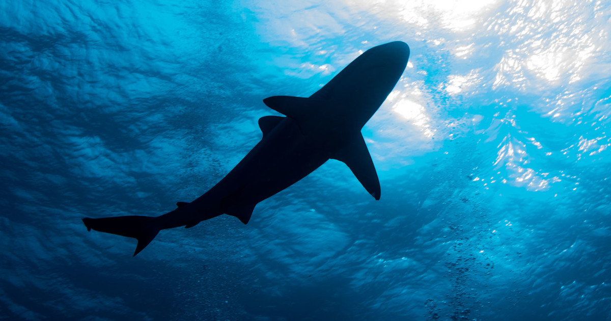 260109-shark-stock-mn-0950-399f3e.jpg