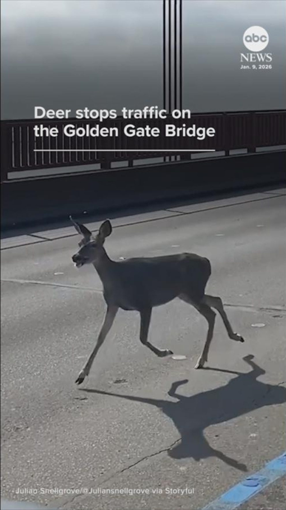 260112_abc_soc_deer_wild_hpMain_9x16.jpg