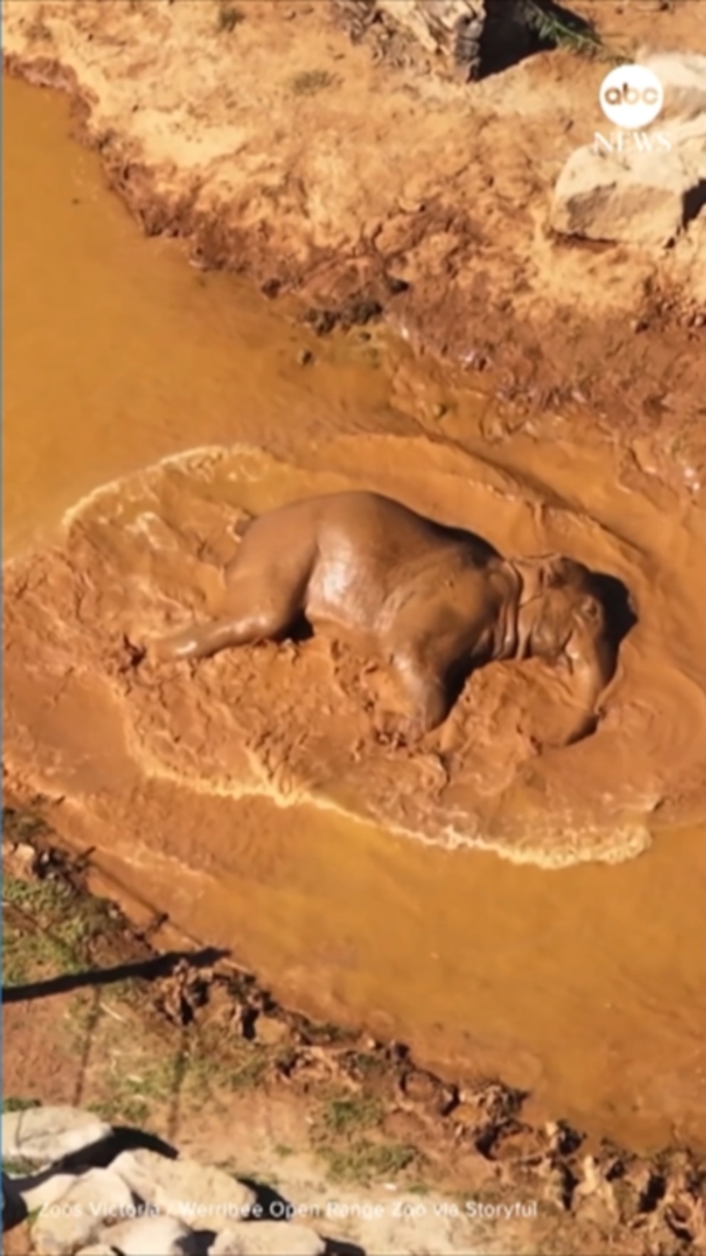 260123_abc_social_elephant_hpMain_9x16.jpg