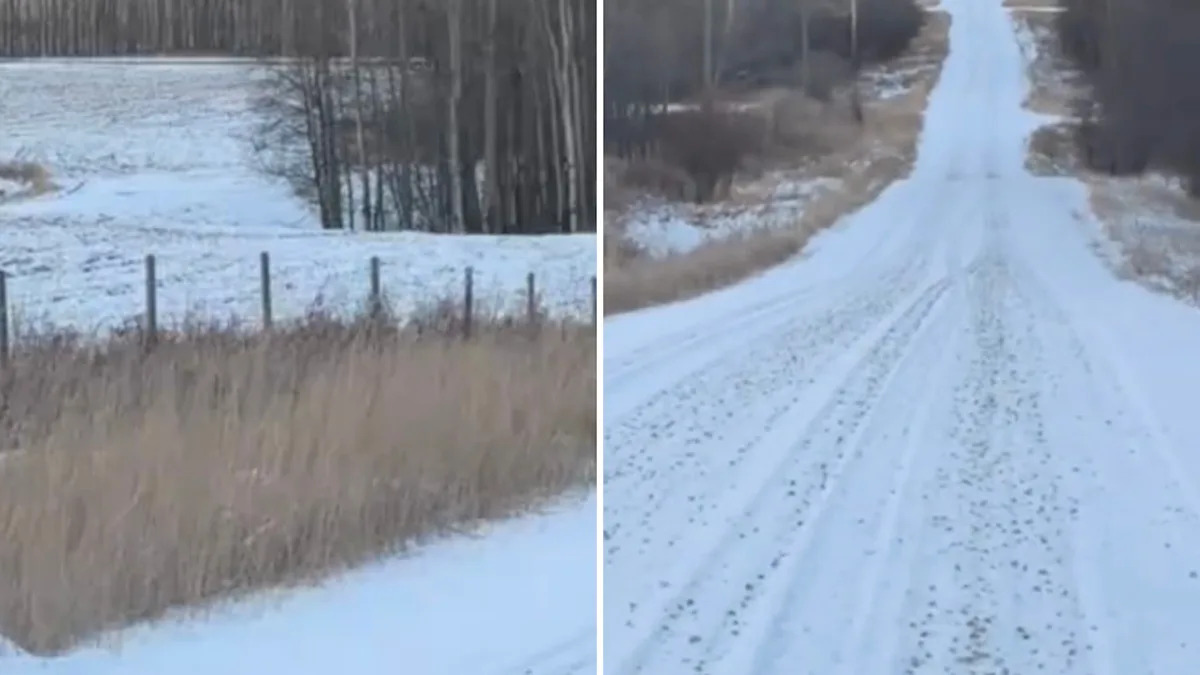 Conductor sostiene impactante video de depredador salvaje bordeando la carretera: ‘Hermoso’