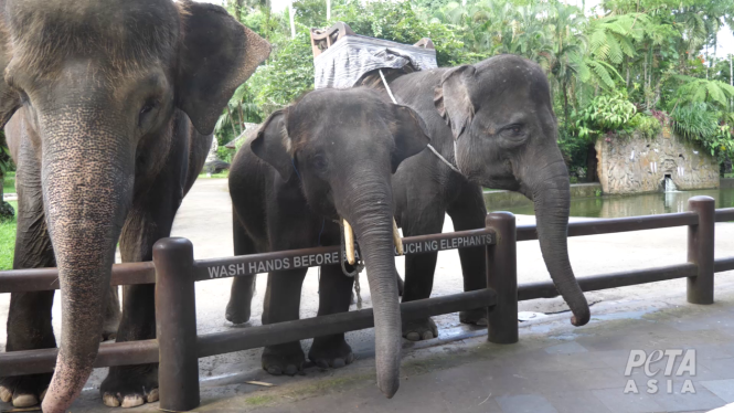 693c067fef4a5-gajah-di-bali_665_374.png