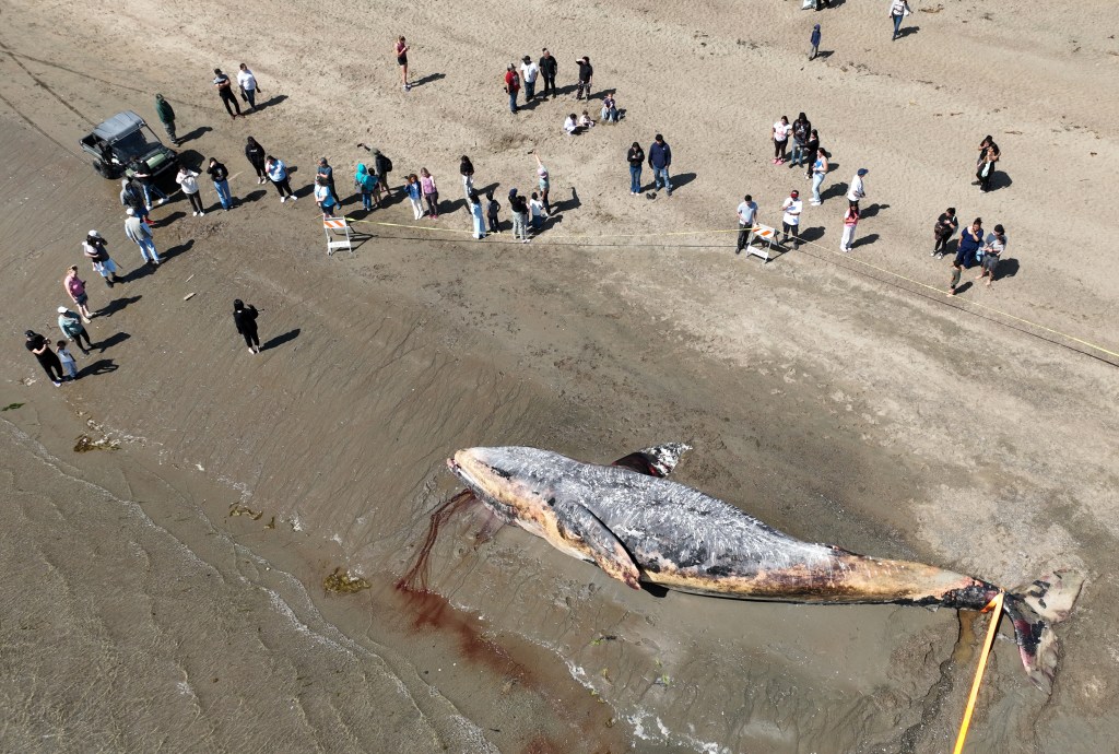 EBT-L-WHALE-0421-4.jpg