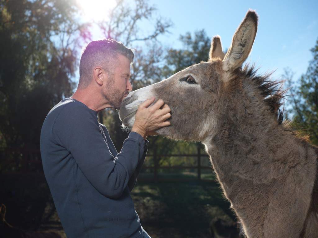 TPD-L-donkeyking-04.jpg