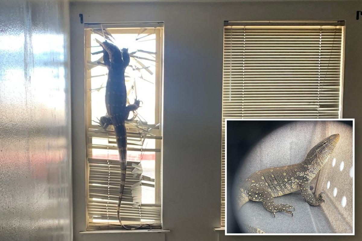 lizard-comp-1.jpg