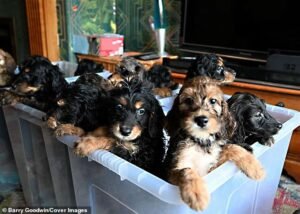 Una familia quedó atónita cuando la perra dio a luz a 17 cachorros, una cifra récord, después de 13 horas de parto.