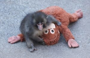 Punch The Viral Monkey está inspirando música original sincera