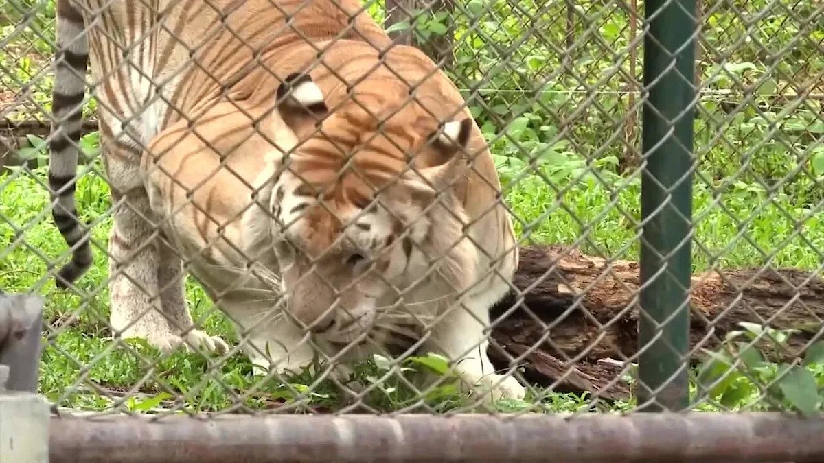 Las autoridades tailandesas descartan la gripe aviar después de que una enfermedad matara a 72 tigres