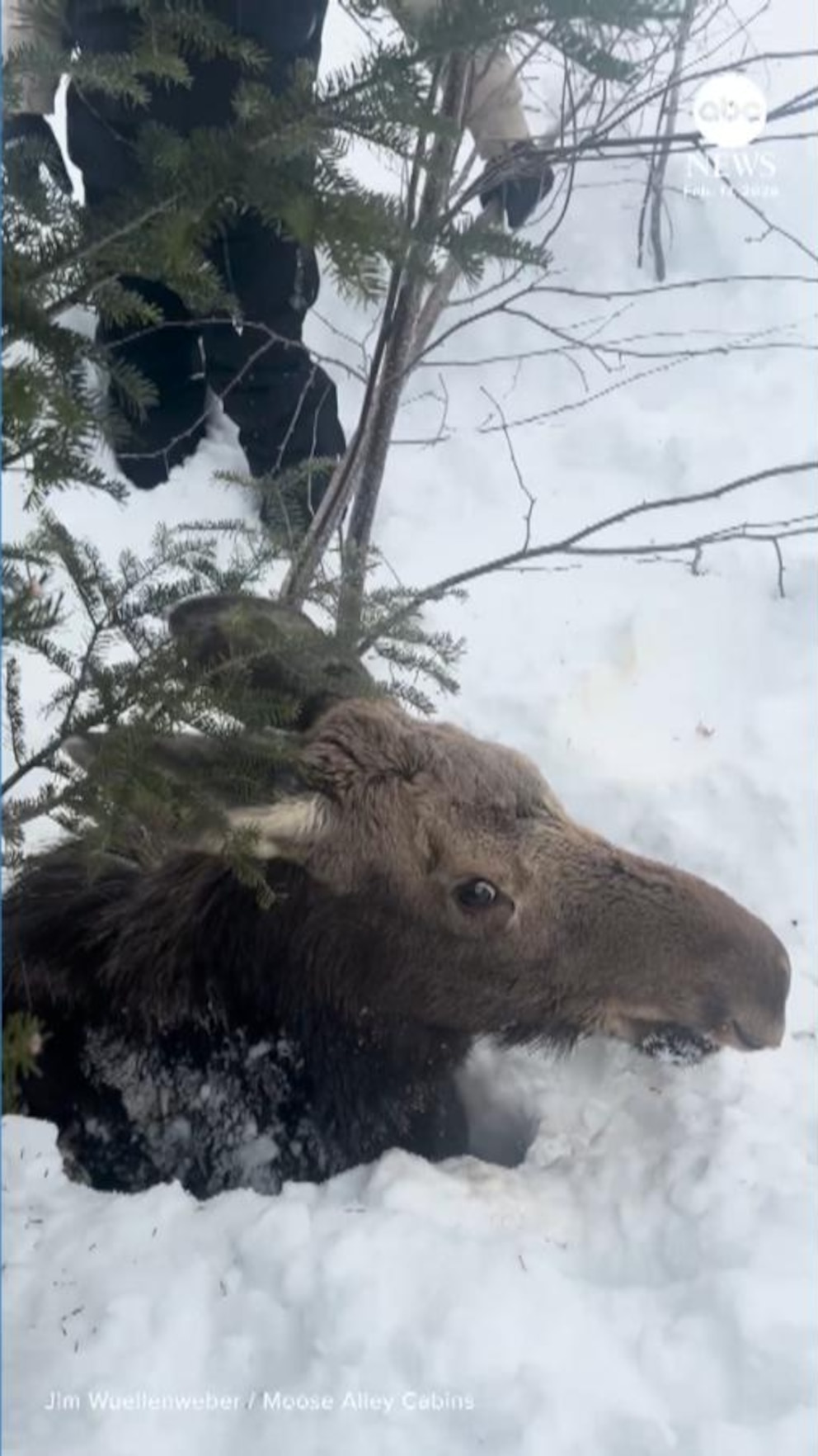 260222_abc_social_snowmobilers_rescue_moose3_hpMain_9x16.jpg