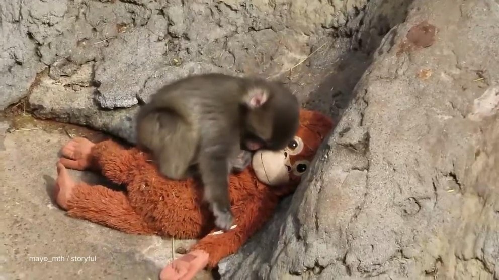 Vídeo de David Muir compartiendo la historia de Punch, el mono que encontró consuelo en un orangután de juguete