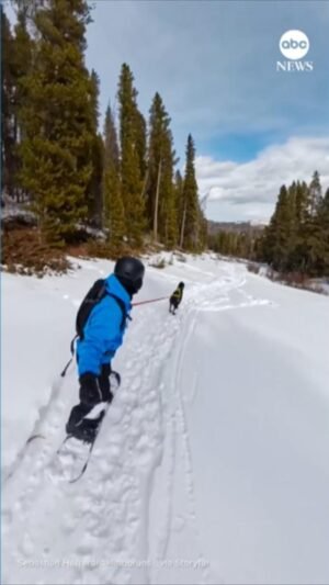 MIRAR: Un practicante de snowboard de Colorado no necesita mucha pendiente con este perro cerca