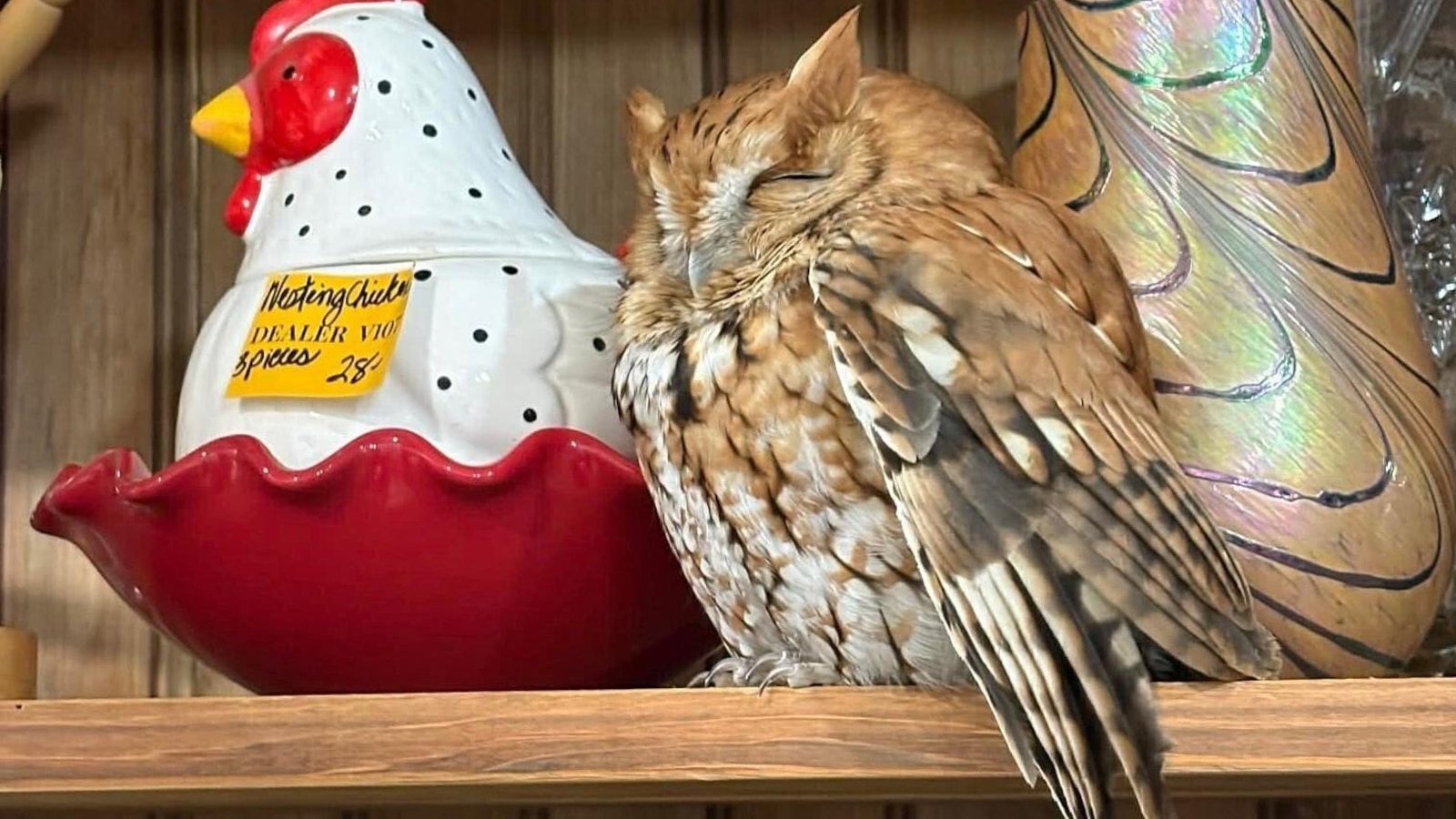 Un búho somnoliento descansa sobre los estantes de una tienda de antigüedades en Nueva York