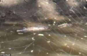 El horripilante momento en el que se vio un cocodrilo en un estanque detrás del suburbio de Bunnings, a más de 1.000 kilómetros de la residencia