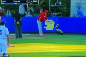 El impactante momento en que los fanáticos del béisbol corren para liberar a un animal atrapado causa caos en un juego universitario de California