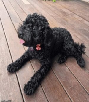 Tres adolescentes supuestamente robaron la conmovedora actualización de Dora the Cavoodle mientras esperaba a su dueño afuera de un centro comercial.