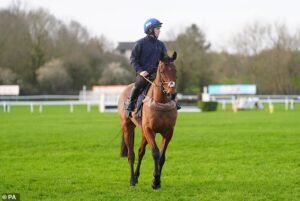 El legendario caballo de Cheltenham, Envoy Allen, murió momentos después de colapsar después de su última carrera en la Copa Oro.