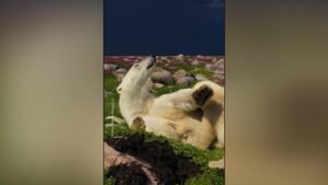 MIRAR: ‘Momento en la Tierra’ de Nat Geo presenta una madre osa polar y sus cachorros