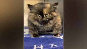 MIRA: Refugio rescata a un gatito que parecía estar inflado como un globo