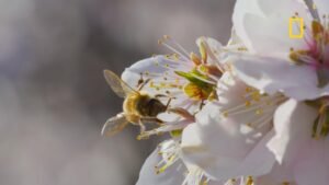 MIRAR: Un adelanto de ‘Secrets of the Bees’ en Nat Geo