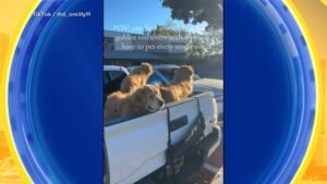 MIRA: Un trío de Golden Retrievers brilla intensamente al atardecer
