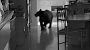 MIRA: Un oso irrumpe en una cocina de California