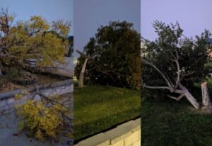 Un estudiante de Dublin High ha sido arrestado después de supuestamente talar 8 árboles en el campus