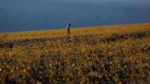 Las flores silvestres florecen en el lugar más seco de América del Norte, pero no por mucho tiempo