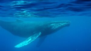 Las primeras grabaciones de ballenas conocidas pueden revelar los misterios del océano