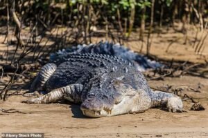 Un joven fue hospitalizado tras ser mordido por un cocodrilo mientras acampaba en Australia