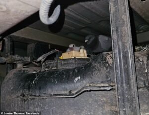 ¡Entrega especial! Paloma bebé encontrada escondida en una camioneta de Royal Mail… y ha estado “allí durante semanas”