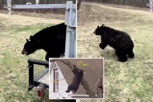 Un oso domesticado que cayó de un árbol en Albany ha sido devuelto a la naturaleza