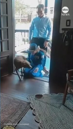 MIRAR: Perro astronauta explota de alegría cuando su madre regresa de una misión lunar