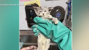 MIRA: Un gatito se salva del pegamento