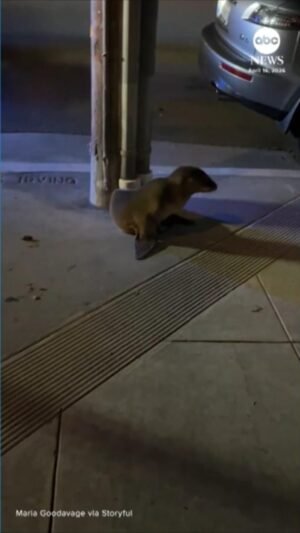 Video Perro león marino rescatado después de deambular por el barrio de San Francisco