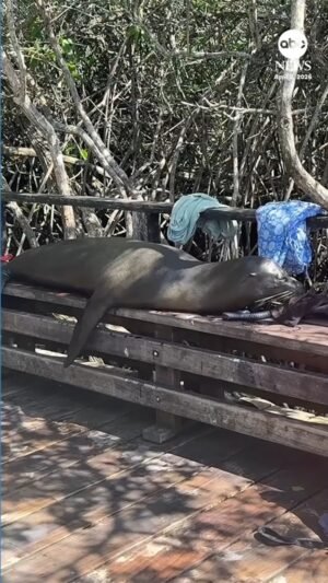 MIRA: Un león marino toma prestadas las mochilas de los turistas para la hora de la siesta