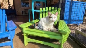 MIRAR: Un hombre le da un nuevo giro a la silla Adirondack para gatitos