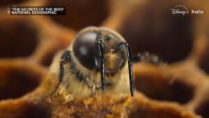 MIRAR: Nuevo documento de Nat Geo destaca el alarmante declive de las abejas melíferas