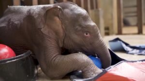 MIRAR: Bebé elefante hace su debut en el Día de la Tierra